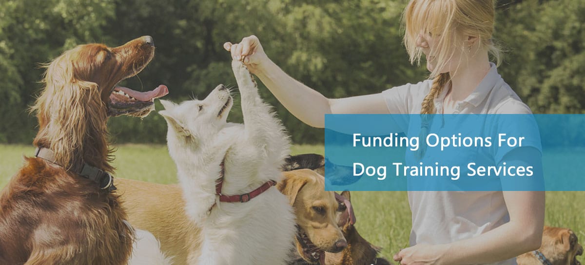 Training playing with four dogs, made possible due to dog trainer financing